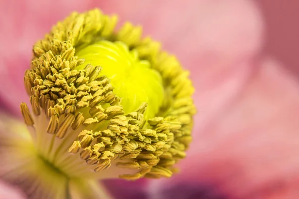 Květ máku — Stock fotografie