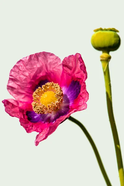 Flor y cápsula de amapola de opio — Foto de Stock