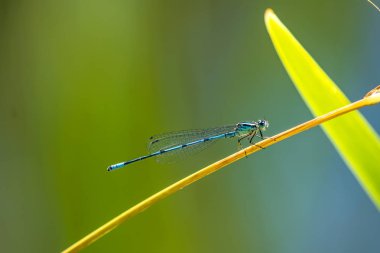 Göletin kenarında çimlerin üzerinde oturan Azure Damselfly