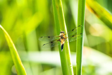 Geniş gövdeli kovalayan bir gölette oturan