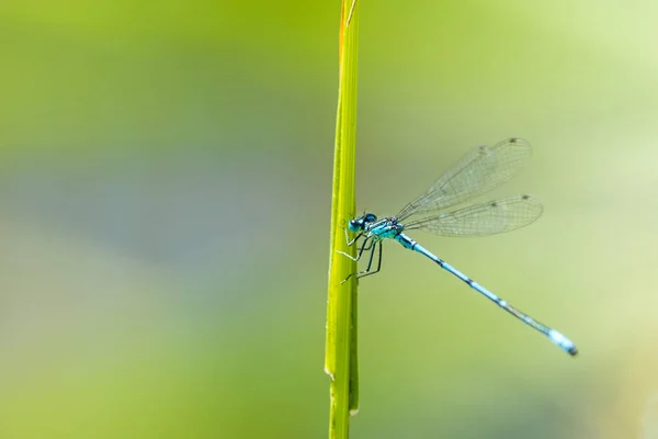 Azure Damselvlieg zittend op gras bij een vijver — Stockfoto
