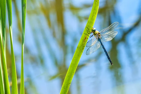 Císař dragonfly, samec — Stock fotografie