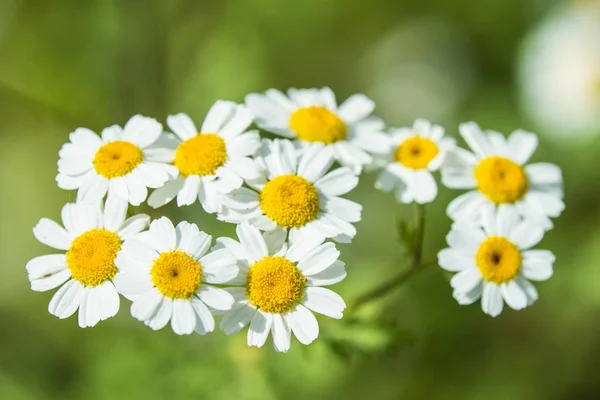 Febbrile, pianta medicinale con fiore — Foto Stock