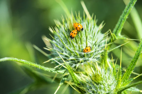 Lady beetles on a thistle — Stock Photo, Image