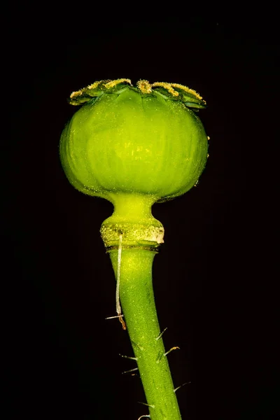 Opiový mák s tobolkou — Stock fotografie