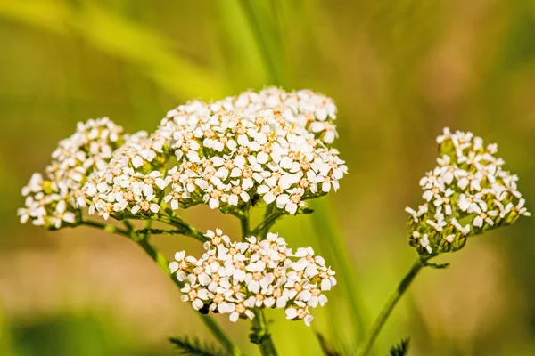 Milenrama común, hierba medicinal —  Fotos de Stock