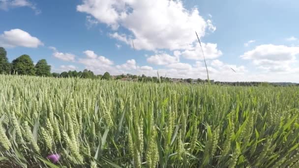 Field of wheat — Stock Video