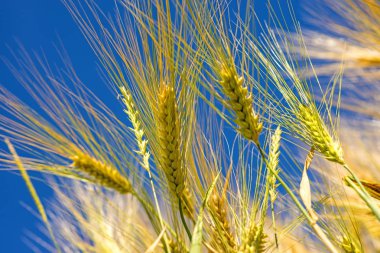 arpa, mavi gökyüzü ile baş