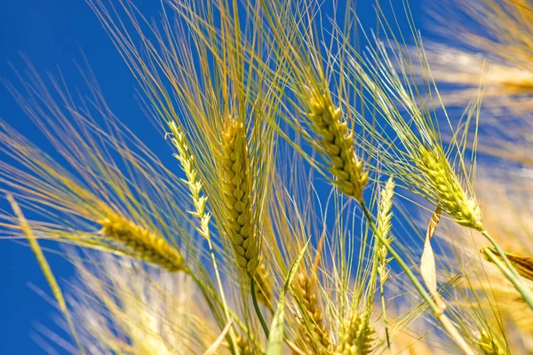 Barley, head with blue sky — Stock Photo, Image