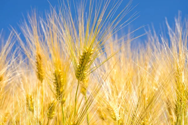大麦，头与蓝蓝的天空 — 图库照片