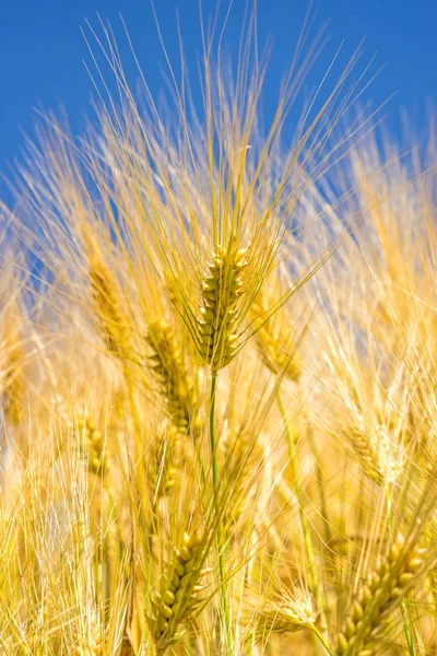 Korn, huvud med blå himmel — Stockfoto