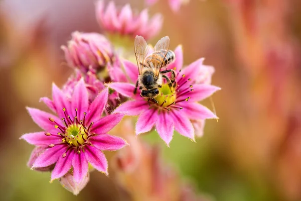 常见的石莲花与蜜蜂 — 图库照片