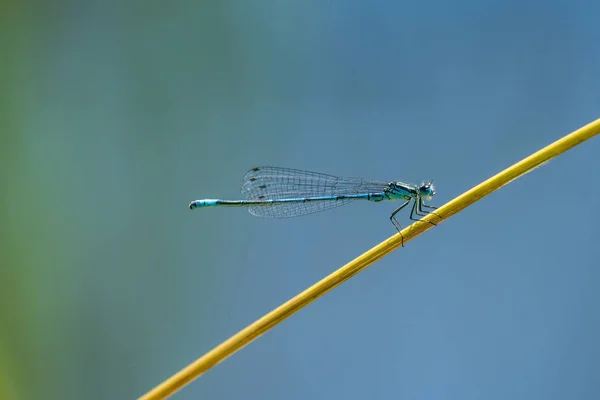 Azure Damselfly сидить на траві біля ставка — стокове фото