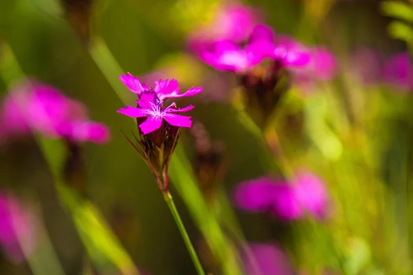 Carthusian Pink，中世纪的隐士药草 — 图库照片