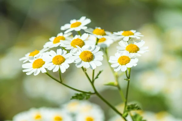 Febbrile, pianta medicinale con fiore — Foto Stock