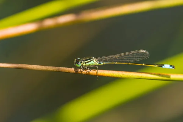 Ischnura elegans, libelle — Stockfoto