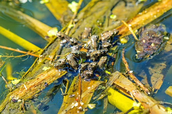 Young frogs in a pond — Stock Photo, Image
