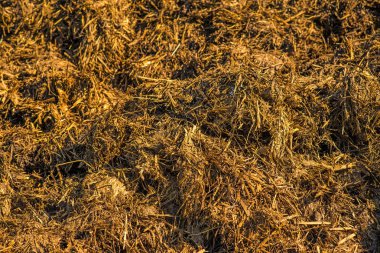 gübre tepenin portre