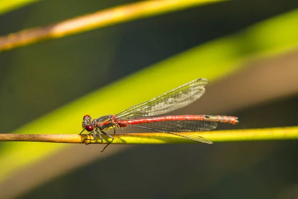 Grande damselfly vermelho sentado na grama — Fotografia de Stock