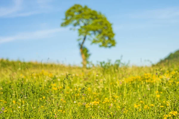 Tree on a green meadow with a blue sky — Stock Photo, Image