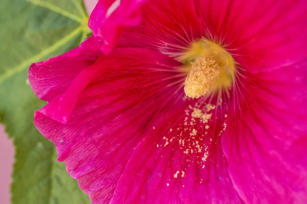 Mauve, fleur de plante médicinale — Photo