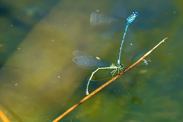 Azur Damselfly, reprodcution, accouplement — Photo