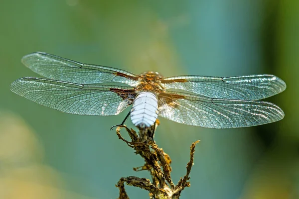 Broad-bodied chaser sitting at a pond, male — Stock Photo, Image