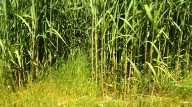 Genç taze bitkiler ile yaz aylarında çim geçiş