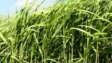 Genç taze bitkiler ile yaz aylarında çim geçiş