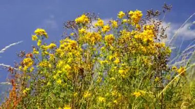 St John's wort, Haziran ayında çiçek ile tıbbi bitki