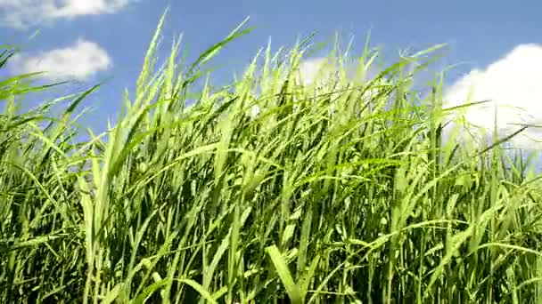 changer d'herbe en été avec de jeunes plantes fraîches 