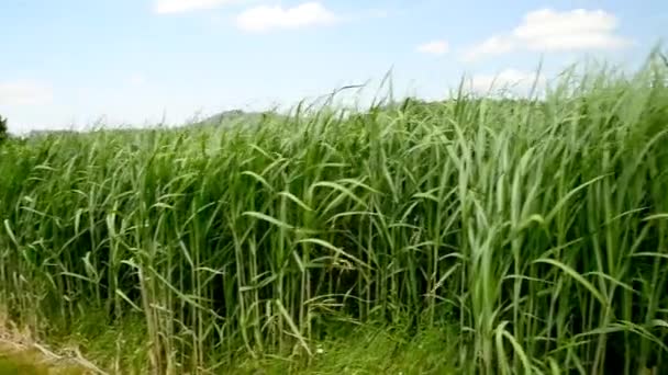 Przełącznik trawy latem z młodych roślin świeżych — Wideo stockowe