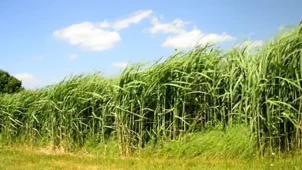 changer d'herbe en été avec de jeunes plantes fraîches 
