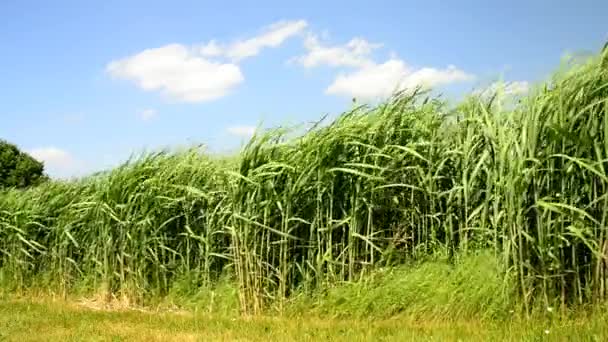 De schakeloptie/gras in de zomer met jonge verse planten — Stockvideo