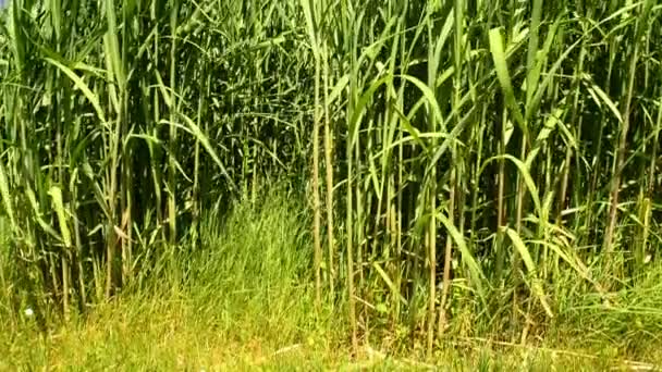 Перемикає траву в літній час з молодими свіжими рослинами — стокове відео