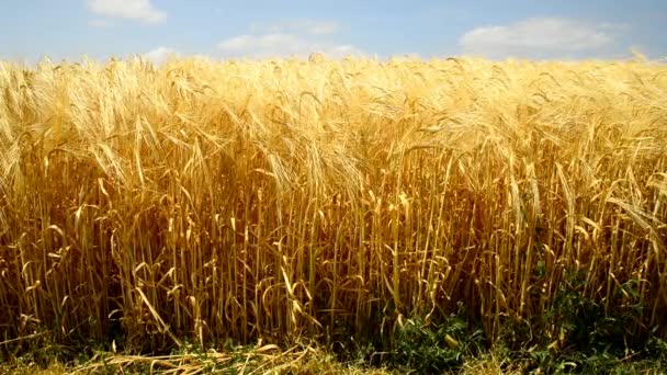 Champ d'orge en lumière d'été dorée — Video