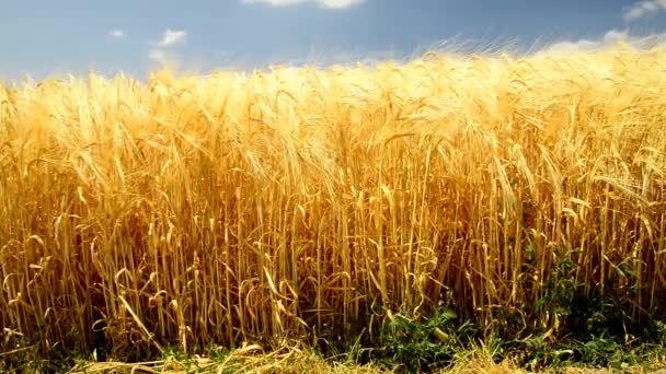 Champ d'orge en lumière d'été dorée — Video