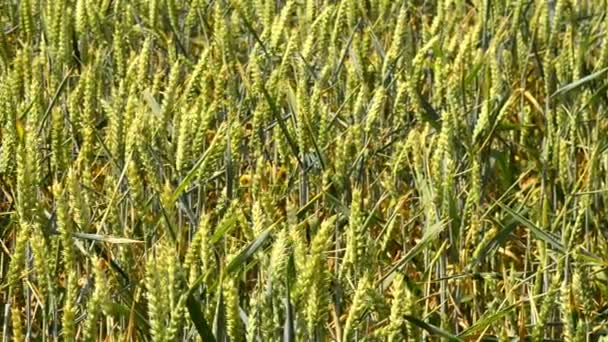 Поле молодой пшеницы — стоковое видео
