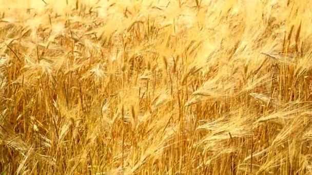 Campo de cebada en luz dorada de verano — Vídeo de stock