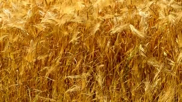 Champ d'orge en lumière d'été dorée — Video