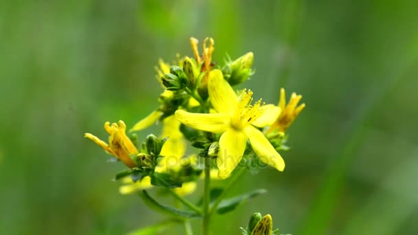 Sint-janskruid, medicinale plant met bloem — Stockvideo
