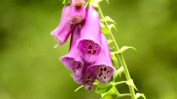 Fingerborgsblomma, Digitalis purpurea, medicinalväxt med blomma — Stockvideo