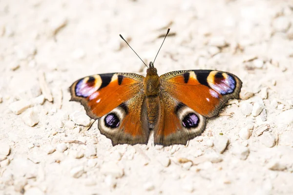 Borboleta de pavão em um caminho — Fotografia de Stock