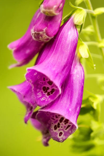 Фиолетовая перчатка Foxglove, пурпура — стоковое фото