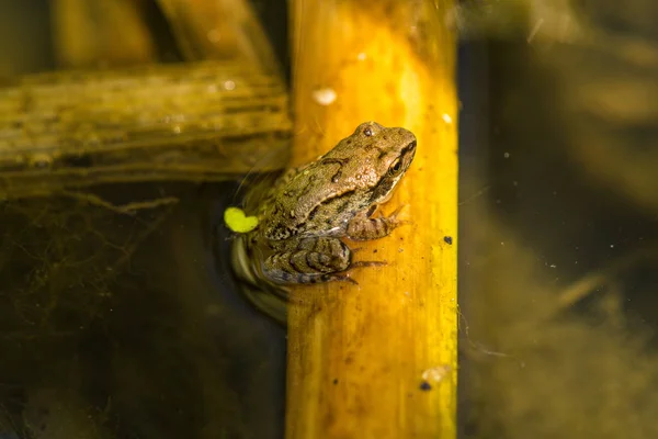Young frog in a pond — Stock Photo, Image