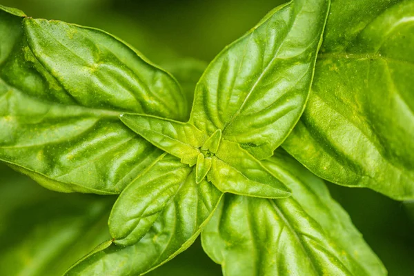 Albahaca, primer plano de las hojas — Foto de Stock