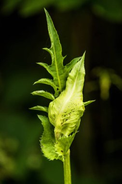 lahana thistle kapalı çiçek