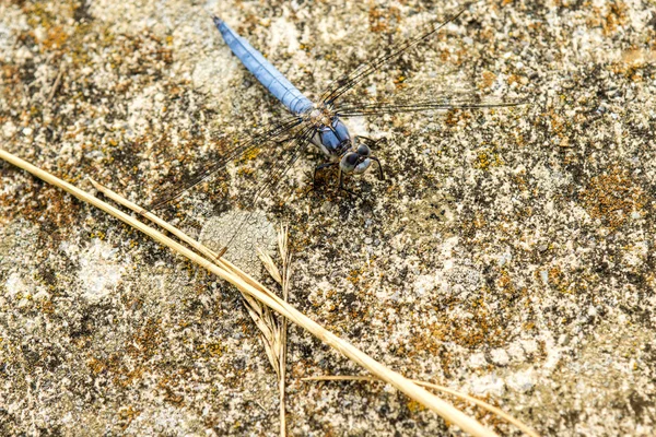 Black-tailed skimmer, Orthetrum cancellatum, male — Stock Photo, Image