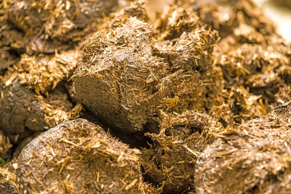 Horse dung,  closeup — Stock Photo, Image