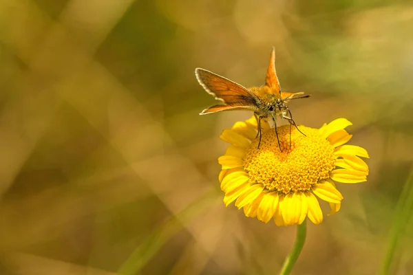 Small skipper on yellow flower — Stock Photo, Image